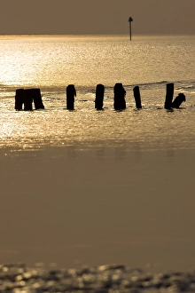 Getijdengebied Prints: Waddenzee, Waddensea