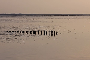 Getijdengebied Prints: Waddenzee, Waddensea