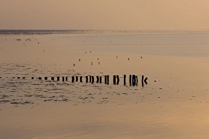 Getijdengebied Prints: Waddenzee, Waddensea