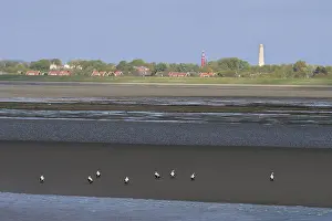 Schiermonnikoog Prints: Waddenzee, Waddensea