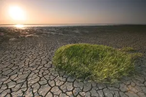 Salt Marsh Prints: Waddenzee, Waddensea