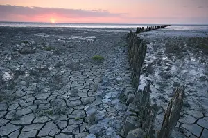 Salt Marsh Prints: Waddenzee, Waddensea