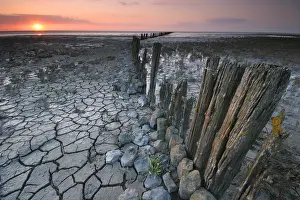 Salt Marsh Prints: Waddenzee, Waddensea