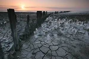 Salt Marsh Prints: Waddenzee, Waddensea