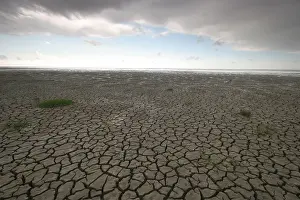 Salt Marsh Prints: Waddenzee, Waddensea