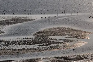 Unesco Prints: Waddenzee, Waddensea