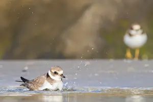 Images Dated 28th August 2021: wader, group, migration, Flock