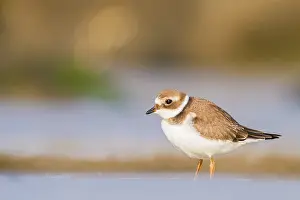 Images Dated 28th August 2021: wader, group, migration, Flock