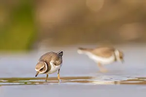 Images Dated 28th August 2021: wader, group, migration, Flock