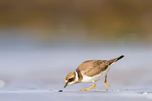 Images Dated 28th August 2021: wader, group, migration, Flock