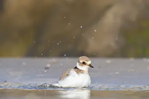 Images Dated 28th August 2021: wader, group, migration, Flock