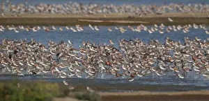 Images Dated 22nd March 2013: Waders