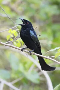 Roepende Prints: Wallace Drongo, Wallacean Drongo, Dicrurus densus