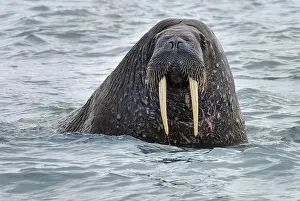 Walrus Prints: walrus