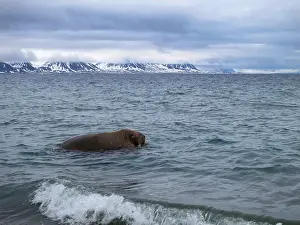 Images Dated 24th June 2014: Walrus, Odobenus rosmarus