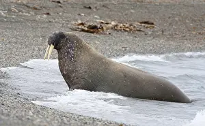 Images Dated 24th June 2014: Walrus, Odobenus rosmarus