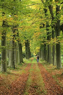 Images Dated 24th October 2015: Wandelaar in herfstbos