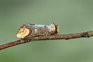 Nachtdier Prints: Wapendrager; Buff-tip; Phalera bucephala;