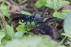 Wasp Prints: Wasp and Tarantula