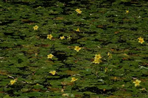 Zuijderduijn Prints: Watergentiaan, Water Fringe, Nymphoides peltata