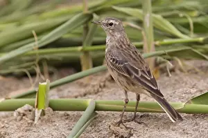 Coutellii Prints: Waterpieper, Water Pipit; Anthus spinoletta coutellii