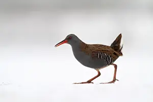 2010 Prints: Waterral, Water Rail, Rallus aquaticus