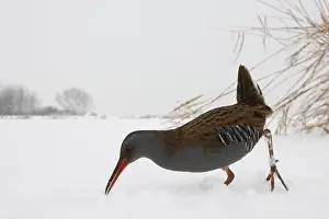 2010 Prints: Waterral, Water Rail, Rallus aquaticus