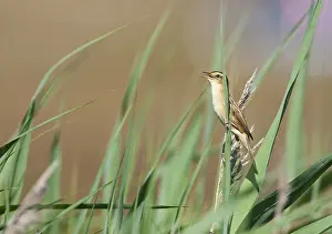 Schaarse Gast Prints: Waterrietzanger, Aquatic Warbler, Acrocephalus paludicola