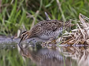 Images Dated 19th June 2014: Watersnip, Common Snipe, Gallinago gallinago
