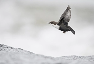 Zwartbuikwaterspreeuw Prints: Waterspreeuw, White-throated Dipper, Cinclus cinclus