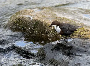 White Throated Prints: Waterspreeuw, White-throated Dipper, Cinclus cinclus gularis