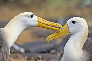 Images Dated 27th May 2023: Waved Albatross, Phoebastria irrorata