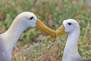 Images Dated 27th May 2023: Waved Albatross, Phoebastria irrorata