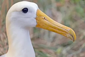Images Dated 27th May 2023: Waved Albatross, Phoebastria irrorata