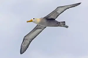 Images Dated 27th May 2023: Waved Albatross, Phoebastria irrorata