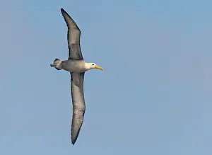 Images Dated 27th May 2023: Waved Albatross, Phoebastria irrorata