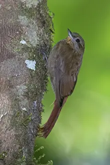 Images Dated 4th April 2017: Wedge-billed Woodcreeper (Glyphorynchus spirurus subrufescens)