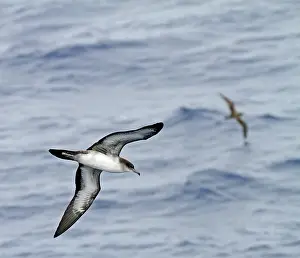 2011 Prints: Wedge-tailed Shearwater, Ardenna pacifica