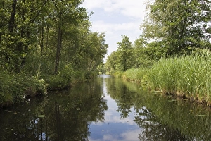 Images Dated 23rd June 2008: De Weerribben