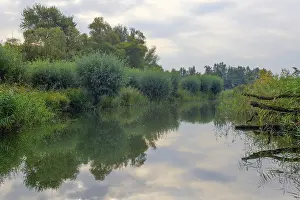 Weerspiegeling Prints: Weerspiegeling, Reflection Biesbosch