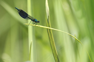 Weidebeekjuffer Prints: Weidebeekjuffer