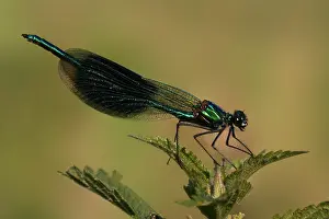 2000 Prints: Weidebeekjuffer, Banded Demoiselle