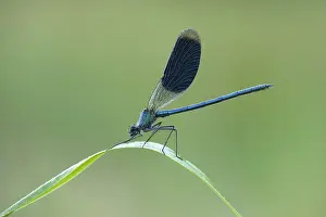 Grasland Prints: weidebeekjuffer; banded demoiselle; calopteryx splendens;