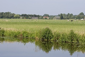 Images Dated 12th July 2006: Weiland, Meadow