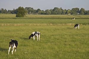 Images Dated 23rd June 2008: Weiland, Meadow