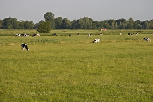 Images Dated 23rd June 2008: Weiland, Meadow