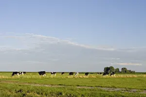 Melkvee Prints: Weiland, Meadow
