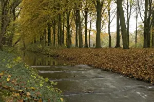 Images Dated 15th November 2006: Weldammerbeek