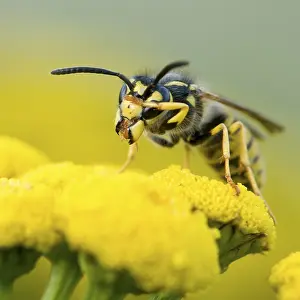 Wasp Prints: wesp, wasp