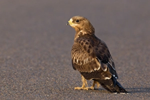 Images Dated 15th October 2010: Wespendief, European Honey Buzzard, Pernis apivorus
